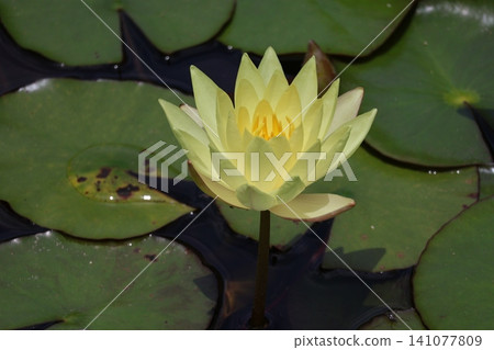 一片睡蓮盛開的景色,綠葉金黃。 一片睡蓮盛開的景色,綠葉金黃。 141077809