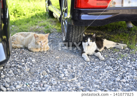 Two cats relaxing in the shade of a car. Two cats relaxing in the shade of a car. 141077825