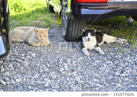 Two cats relaxing in the shade of a car. 141077826