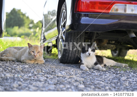 Two cats relaxing in the shade of a car. Two cats relaxing in the shade of a car. 141077828