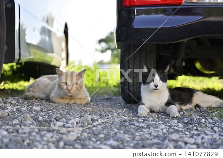Two cats relaxing in the shade of a car. Two cats relaxing in the shade of a car. 141077829