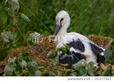 White stork in the nest White stork in the nest 141077887