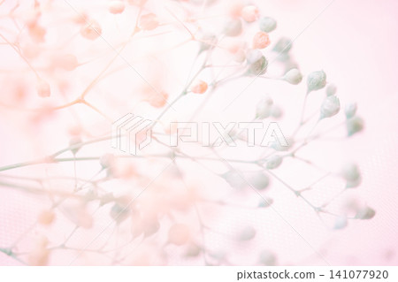 Baby's Breath - Delicate Background Material Baby's Breath - Delicate Background Material 141077920