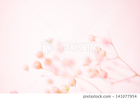 Baby's Breath - Delicate Background Material Baby's Breath - Delicate Background Material 141077954