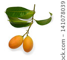 Maprang Fruit (Marian plum, Plum mango) isolated on white background. 141078039