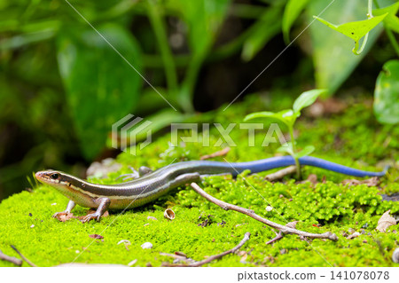 A young Japanese lizard hunts for prey on moss. A young Japanese lizard hunts for prey on moss. 141078078
