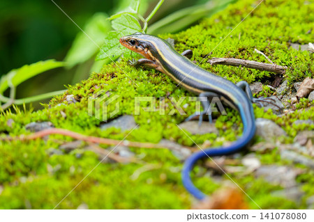 A young Japanese lizard found in a damp area of the mountains. A young Japanese lizard found in a damp area of the mountains. 141078080