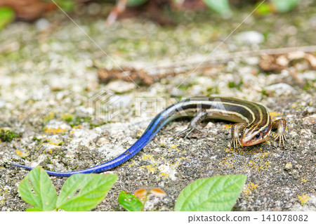 A young Japanese lizard making a U-turn. A young Japanese lizard making a U-turn. 141078082