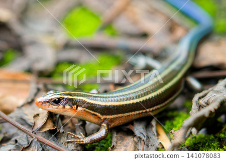A juvenile Japanese lizard, characterized by its striped pattern. A juvenile Japanese lizard, characterized by its striped pattern. 141078083