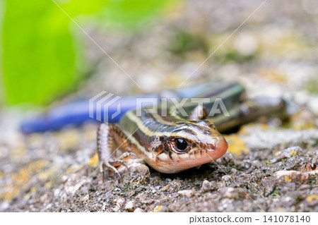 A young Japanese lizard slowly approaches. A young Japanese lizard slowly approaches. 141078140