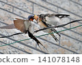 Swallows bringing food to fledglings (7) 141078148