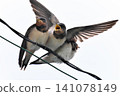 A fledgling swallow begging for food (Part 3) 141078149