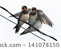 A fledgling swallow begging for food (Part 4) 141078150