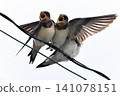 A fledgling swallow begging for food (Part 5) 141078151