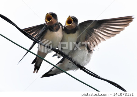 A fledgling swallow begging for food (Part 5) A fledgling swallow begging for food (Part 5) 141078151