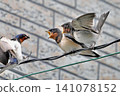 Swallows bringing food to fledglings (5) 141078152