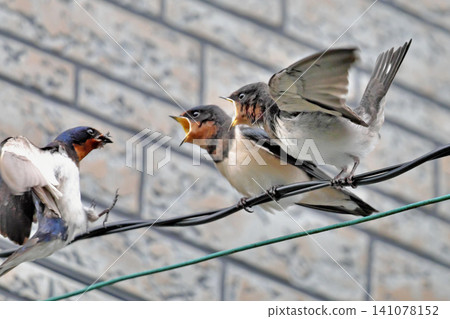 Swallows bringing food to fledglings (5) Swallows bringing food to fledglings (5) 141078152