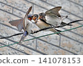 Swallows feeding fledglings (⑥) 141078153