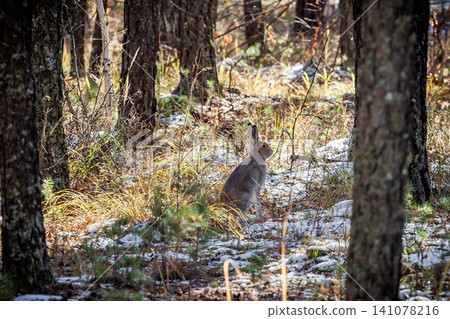 Eastern cottontail rabbit standing in the snow in a winter forest. Eastern cottontail rabbit standing in the snow in a winter forest. 141078216