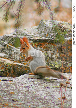 Beautiful red squirrel on a stone in the forest. Beautiful red squirrel on a stone in the forest. 141078220