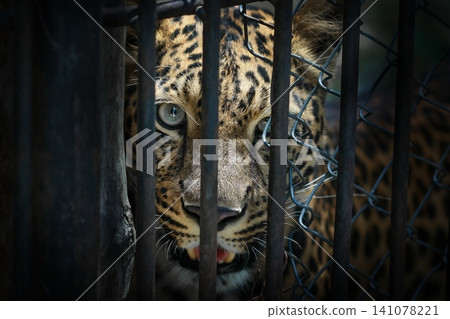 Portrait of Jaguar in zoo Portrait of Jaguar in zoo 141078221