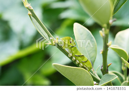 A swallowtail butterfly larva on a kumquat branch A swallowtail butterfly larva on a kumquat branch 141078331