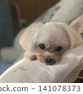 My dog is staring at me intently! So cute! 141078373