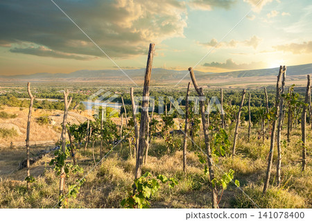 Late summer vineyard and sunset sky with cloud in Georgia 141078400