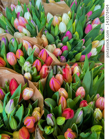 Colourful bouquets of red white pink and purple tulip flowers Colourful bouquets of red white pink and purple tulip flowers 141078404