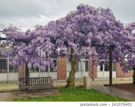 Ghent. Beautiful wisteria flowers spring background Ghent. Beautiful wisteria flowers spring background 141078405