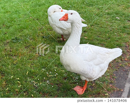 White goose on the green grass White goose on the green grass 141078406