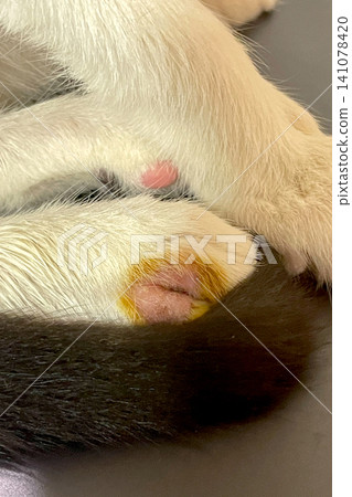 Ringworm close-up on cat paw. Health ringworm diseas and infestation concept Ringworm close-up on cat paw. Health ringworm diseas and infestation concept 141078420