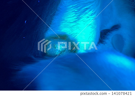Ringworm. Cat paw in ultraviolet light of professional vet lamp. Ringworm. Cat paw in ultraviolet light of professional vet lamp. 141078421