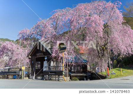 Weeping cherry tree at Hinohara Village, Tokyo Bus Stop April Weeping cherry tree at Hinohara Village, Tokyo Bus Stop April 141078463