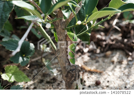 A swallowtail butterfly larva on a kumquat tree A swallowtail butterfly larva on a kumquat tree 141078522