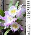 Dendrobium! 141078568