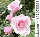 Pink roses! 141078598
