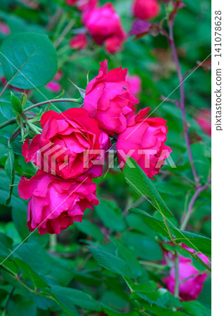 玫瑰(櫻桃博尼卡,豐平公園)_3376 玫瑰(櫻桃博尼卡,豐平公園)_3376 141078628