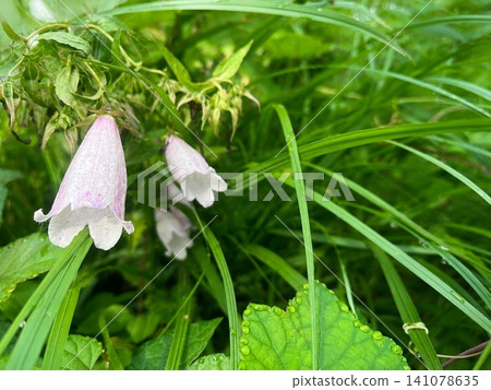 Campanula punctata covered in morning dew and fresh summer wildflowers Campanula punctata covered in morning dew and fresh summer wildflowers 141078635