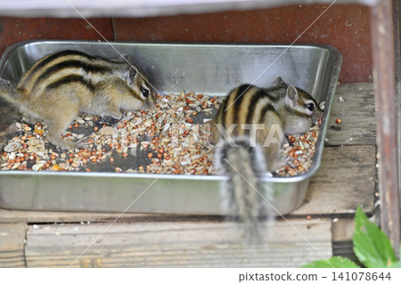 Young chipmunk siblings eating their food 141078644