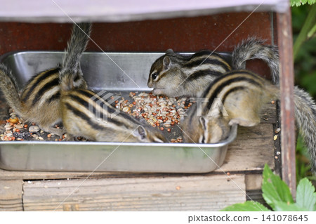 Young chipmunk siblings eating their food Young chipmunk siblings eating their food 141078645