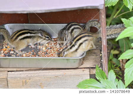 Young chipmunk siblings eating their food Young chipmunk siblings eating their food 141078649