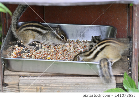 Young chipmunk siblings eating their food Young chipmunk siblings eating their food 141078655