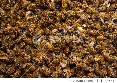 Dead Bees Highlighting Pollinator Decline. General Environmental Issue Affecting 141078673