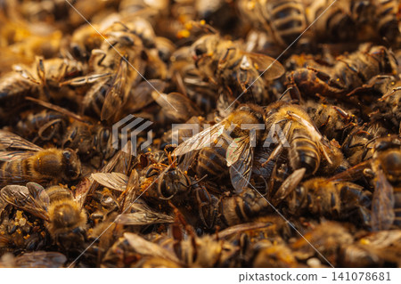 Dead Bees In Dry Environment, Climate Change And Heat Impact On Nature Dead Bees In Dry Environment, Climate Change And Heat Impact On Nature 141078681
