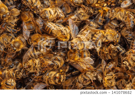 Dead Bees On Ground In Winter, Cold Weather Impact On Pollinators, Seasonal Loss Dead Bees On Ground In Winter, Cold Weather Impact On Pollinators, Seasonal Loss 141078682
