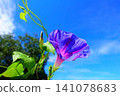 Morning glory morning glory morning glory 141078683