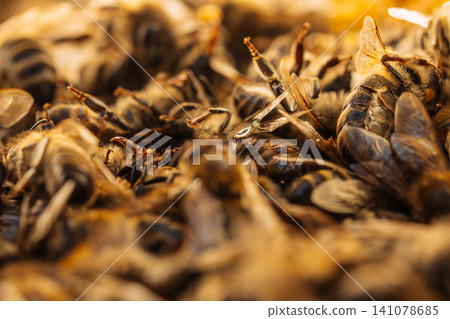 Dead Bees In Dry Environment, Climate Change And Heat Impact On Nature Dead Bees In Dry Environment, Climate Change And Heat Impact On Nature 141078685