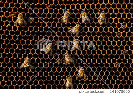 Close-Up View Of Bees Moving Inside Bright Yellow Honeycomb, Within Hive 141078690
