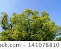 The sacred camphor tree of Kasuga Shrine, lush with new leaves 141078810